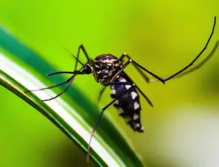 Américas podem registrar pior surto de dengue da história, alerta Saúde