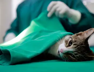Castrações de cães e gatos atingem quase 2.700 cirurgias realizadas em animais de rua em Patos