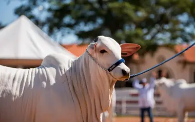Criadores de gado devem vacinar rebanho contra aftosa para evitar multas e restrições